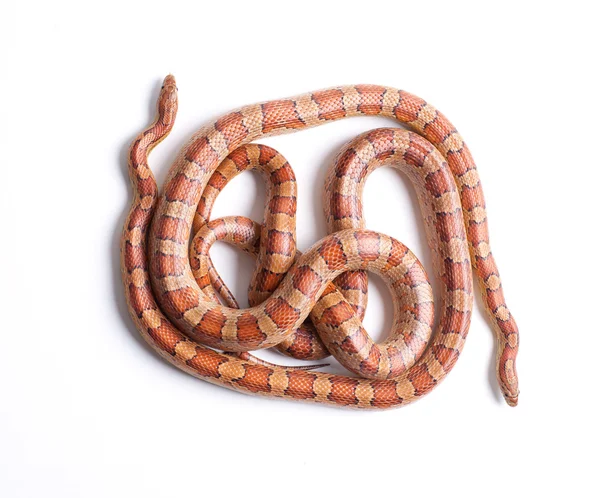 Coppia di serpenti di mais — Foto Stock