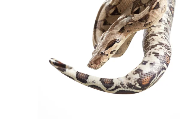 Боа-змея — стоковое фото