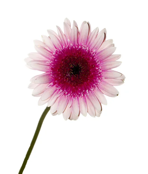 孤立在白色背景上的粉红色格柏花 — 图库照片