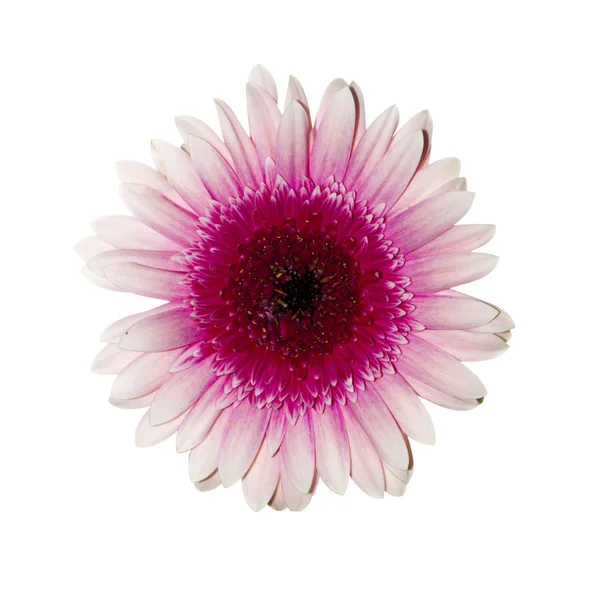Květina růžová Gerbera izolovaných na bílém pozadí — Stock fotografie