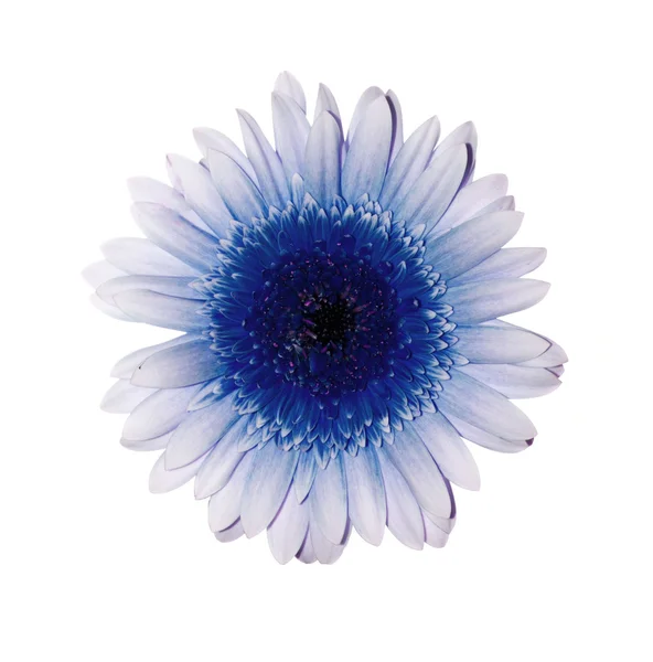 Květina modrá gerber izolovaných na bílém pozadí — Stock fotografie