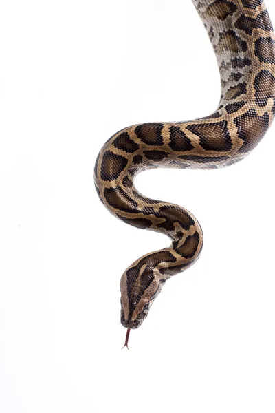 Опасная змея Стоковое Фото