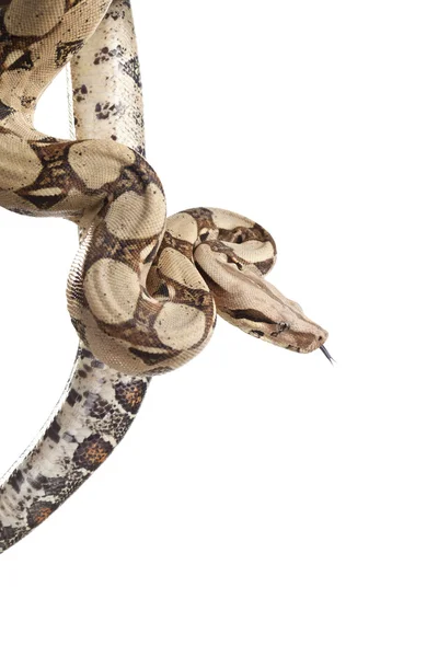蟒蛇蛇 图库图片