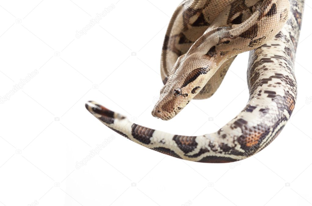 boa snake photos