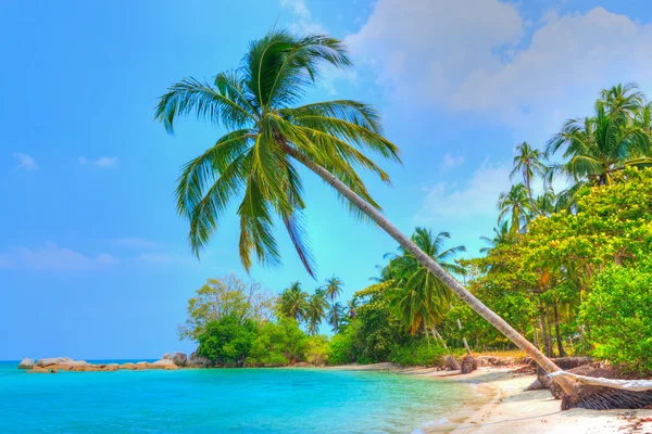 해변 옆에 있는 야자나무 — 스톡 사진