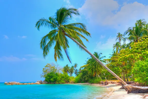 海边的棕榈树 免版税图库照片