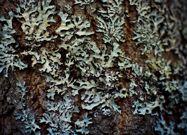 Лишайників на поверхні деревини — стокове фото