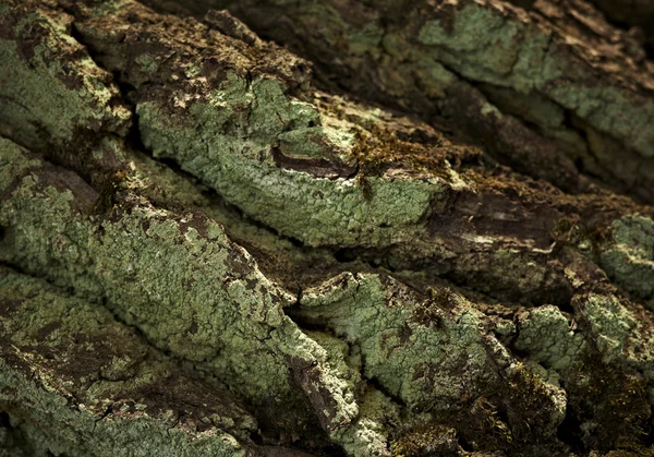 햇볕에 쬐 인 날에 오래 된 오크 나무 껍질. — 스톡 사진