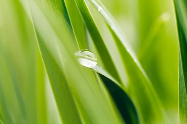 Dew on grass blade, sahllow DOF — Stock Photo, Image
