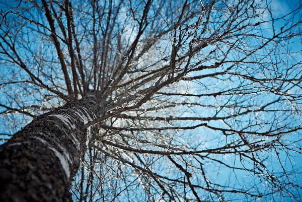 오래 된 자작나무 아래 보기 — 스톡 사진