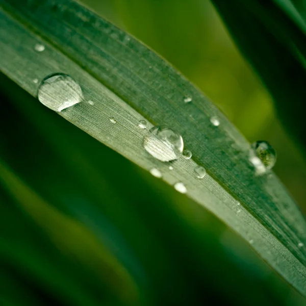 Grass with dew drops close up — Stock Photo, Image