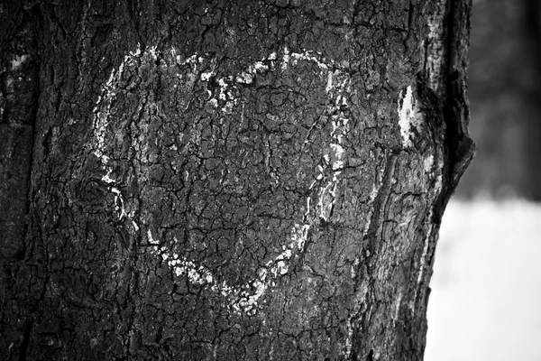 Ağaç gövdesi üzerinde çizilmiş kalp — Stok fotoğraf