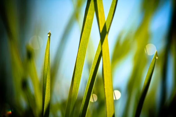 Fresh grass against blue sky — Stock Photo, Image