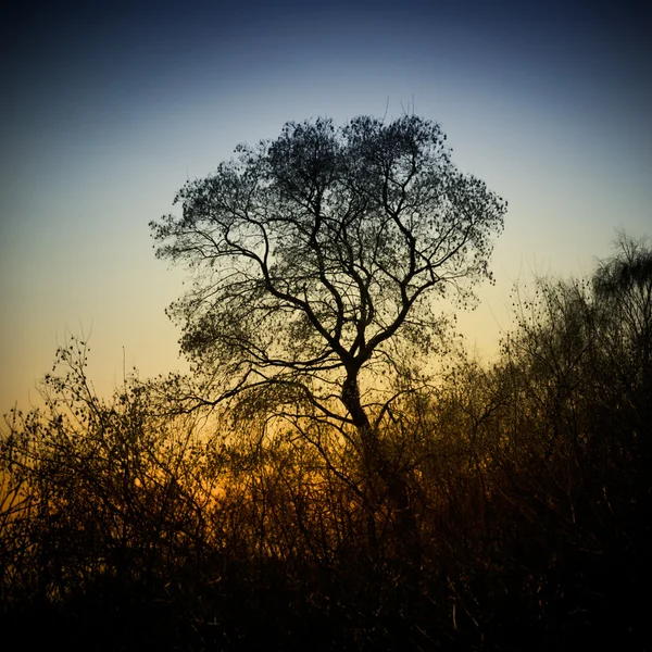 Tree Silhouette At Sunset — Stock Photo, Image