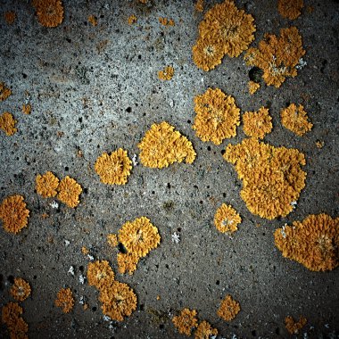 Lichens on stone texture, closeup clipart