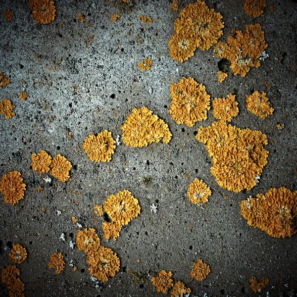 Lichens en textura de piedra, primer plano — Foto de Stock
