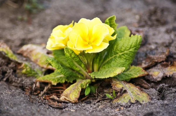 Liten gul blomma — Stockfoto