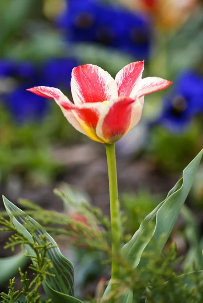 Röd-vit unika tulip — Stockfoto