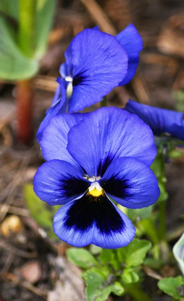 Viola blu — Foto Stock