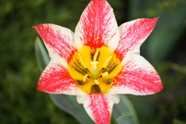 Wyjątkowy czerwony biały tulipan — Zdjęcie stockowe