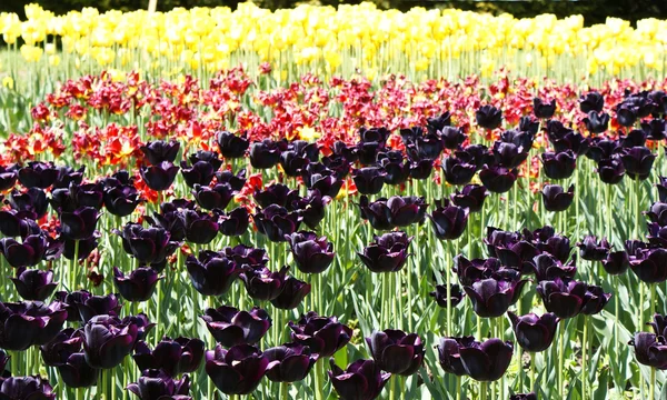 Violet,red,yellow tulips — Stock Photo, Image
