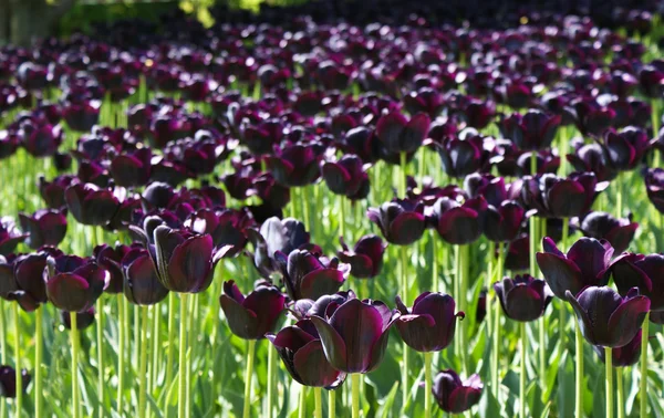 Dark violet tulips — Stock Photo, Image