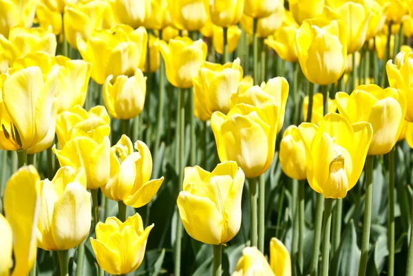 Beautiful yellow tulips — Stock Photo, Image