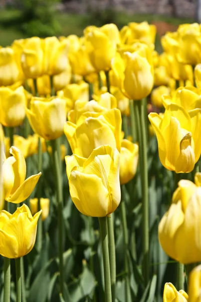 Beautiful yellow tulips — Stock Photo, Image