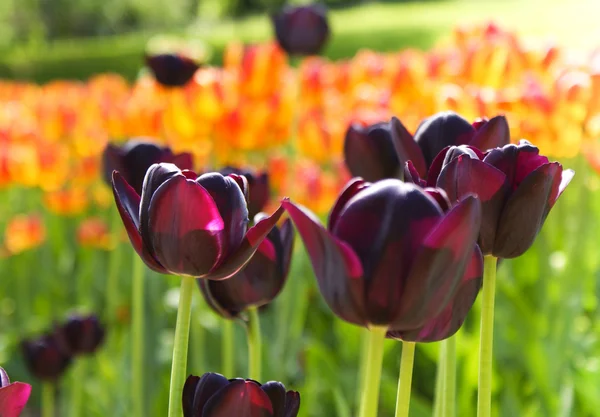 Violet tulips on flowerbed — Stock Photo, Image