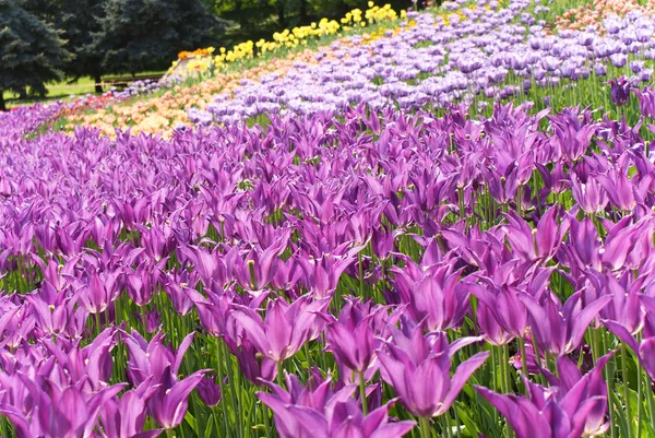 Flowerbed whit violet tulips — Stock Photo, Image