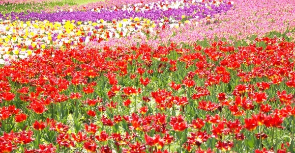 Varicoloured tulips — Stock Photo, Image