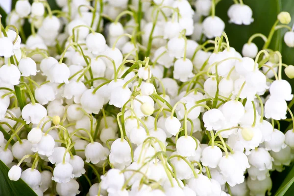 stock image Bouquet of lilies of the valley