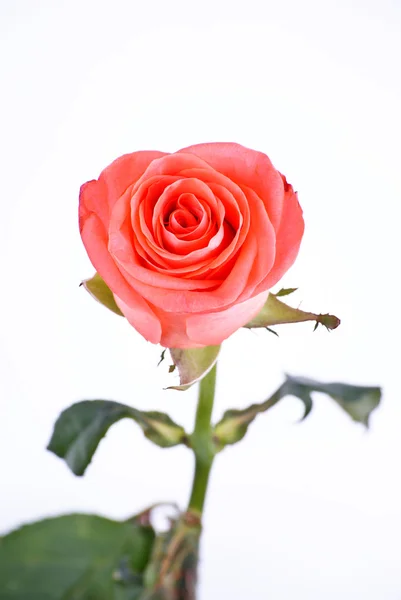Одна розовая роза — стоковое фото