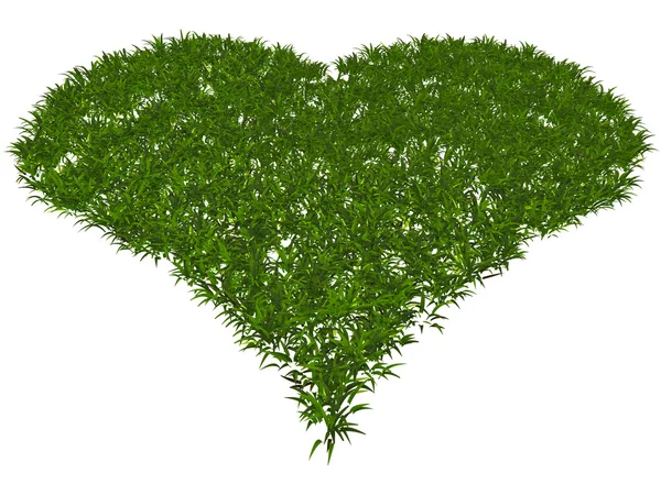Grass heart isolated on white background — Stock Photo, Image