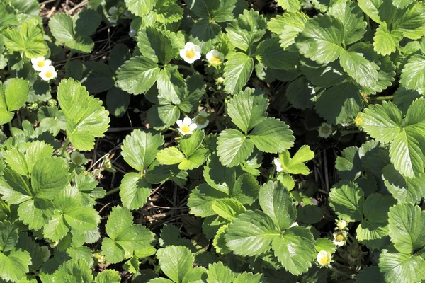 stock image Spring Growth