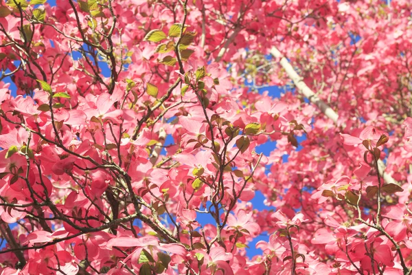 stock image Up a Pink Tree