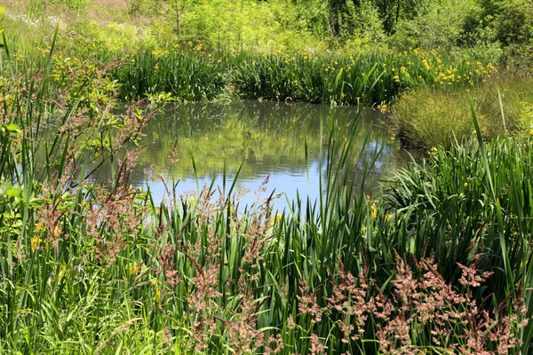 Krásný rybník — Stock fotografie