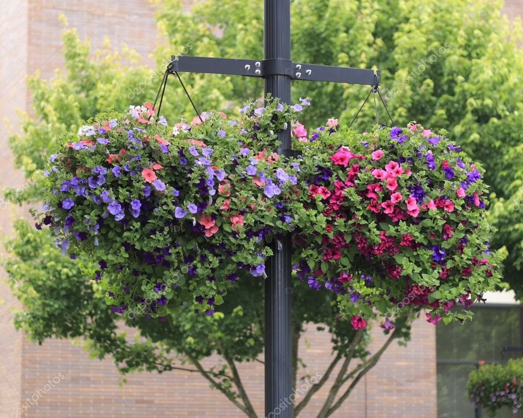 Flower Baskets Hanging — Stock Photo © 6322084