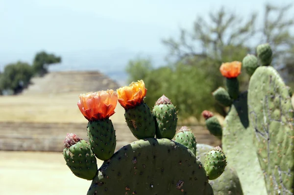 Flores en el cactus y ruinas — Foto de Stock