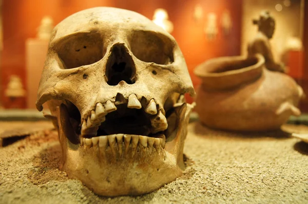 Crânio e cerâmica no museu — Fotografia de Stock