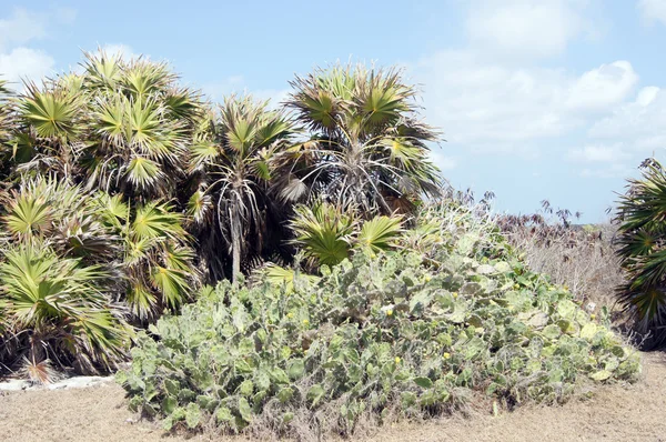 Kaktusów — Zdjęcie stockowe