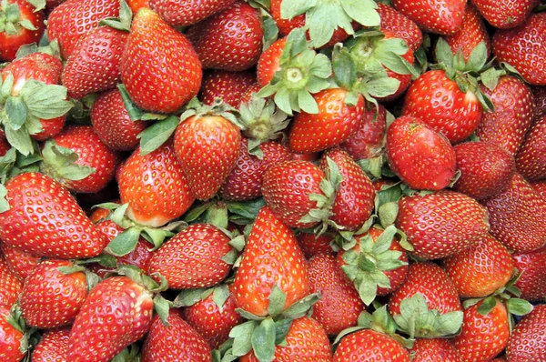 Srtrawberry — 图库照片