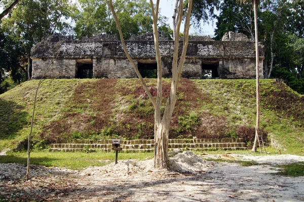 Ερείπια στο Τικάλ — Φωτογραφία Αρχείου