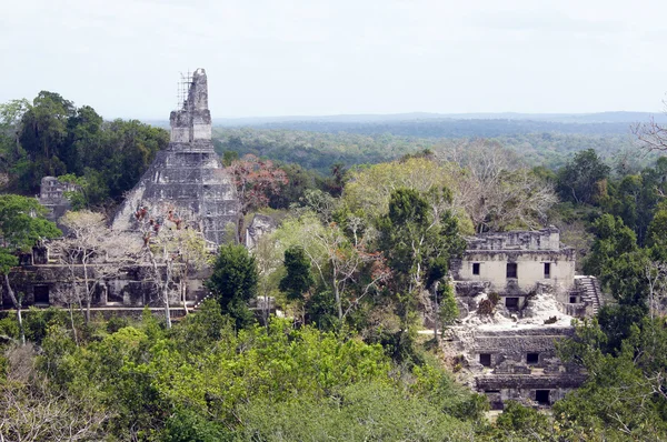 Ruiny Tikal — Zdjęcie stockowe