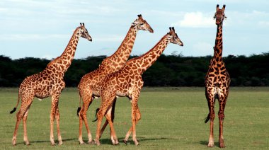 Giraffe clipart