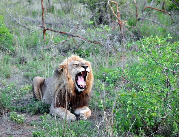 Lev v Africe — Stock fotografie
