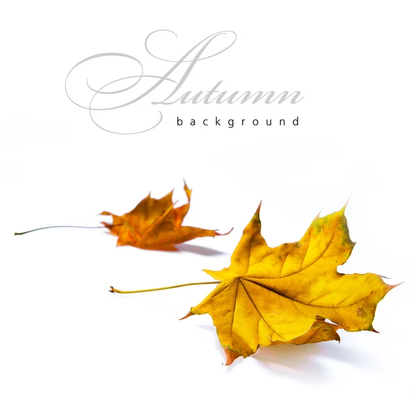 Abstrakt hösten bakgrunder — Stockfoto