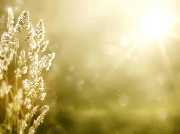 Art abstract autumn meadow background