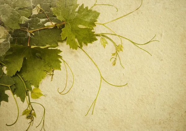 Абстрактный фон для создания карты вин — стоковое фото