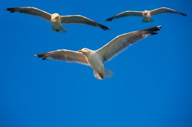 Birds flying in the sky clipart